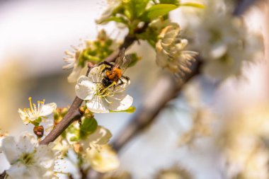 Arılar çiçeklerden polen toplar. Bulanık arkaplan