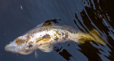 Ölü turna balığı su üzerinde yüzer.