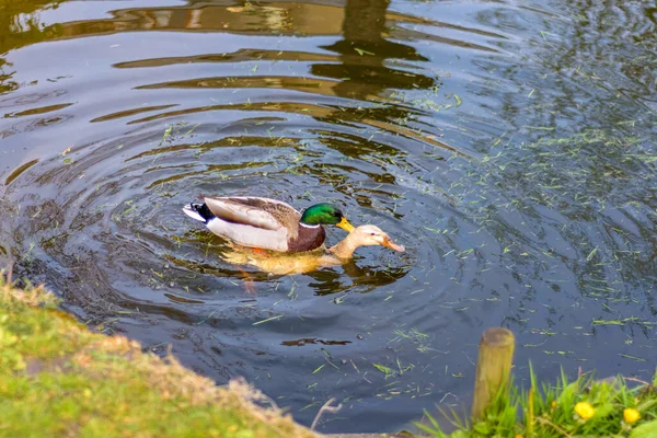 Mallard Ducks Mating Water — Stock Photo, Image