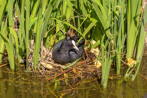 Hodowla Coot Zwyczajnego Fulica Atra Gnieździe Stawie — Zdjęcie stockowe