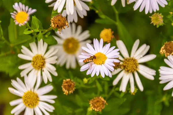 Abeja Melífera Está Recolectando Polen Una Hermosa Margarita Flor Desenfoque — Foto de Stock