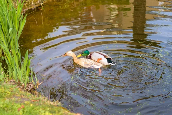 Patos Mallard Acasalando Água — Fotografia de Stock