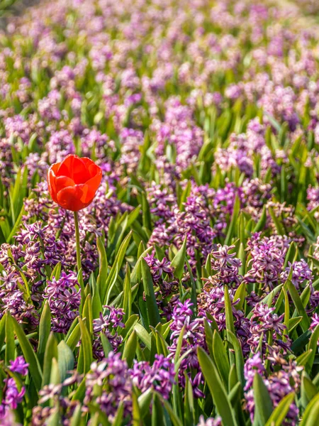 Kırmızı lale mor sümbül tarlasından yükseliyor. seçici odak, bulanık arkaplan