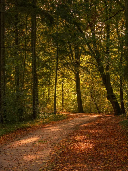 Ormanda sonbahar biraz güneş ışığıyla