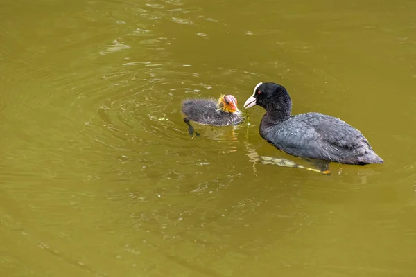 연못에서 헤엄치고 새끼와 유라시아의 카트라 — 스톡 사진