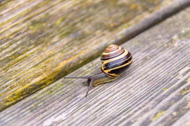 Salyangoz, Cepaea nemoralis, tahta bir yüzey üzerinde Seçici odak noktası, kapatın