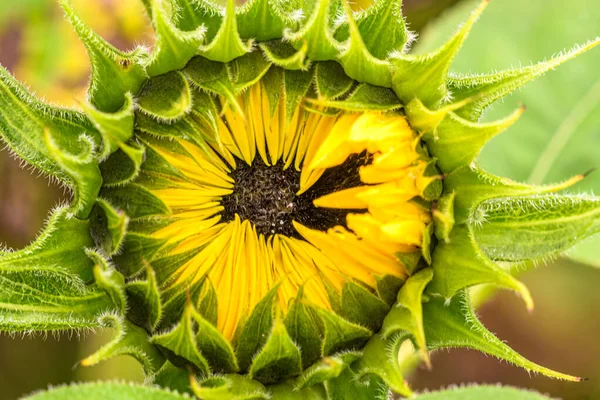 Close up shot of sunflowers starting to bloom in a field. Selective focus point