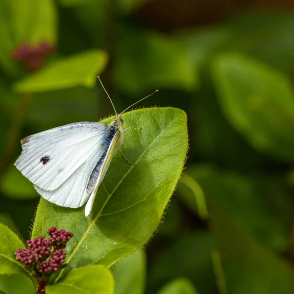 背景がぼやけている緑の葉の上に美しいキャベツの白い蝶 選択的な焦点 — ストック写真
