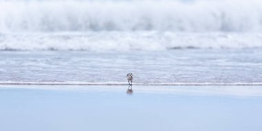 Magdalen Adaları 'nın Martinik sahilinde (Iles-de-la-Madeleine) Sanderling sandpiper (Calidris alba))