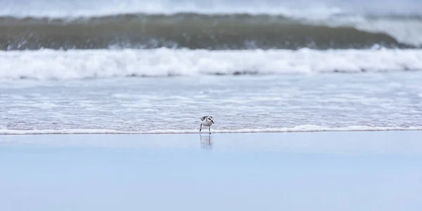 Sanderling Sandpiper Calidris Alba Martinique Beach Magdalen Islands Iles Madeleine — Stock Photo, Image