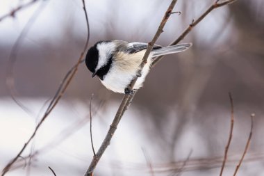 Siyah başlıklı Chickadee (Msange tte noire - Poecile atricapillus) Quebec kışında