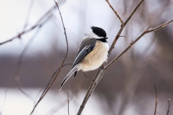 Galinha Bico Preto Mesange Tete Noire Poecile Atricapillus Inverno Quebec — Fotografia de Stock