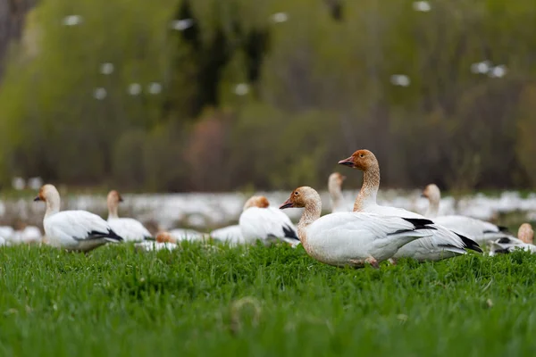 Cap Tourmente Ulusal Vahşi Yaşam Bölgesi 'nde (Quebec, Kanada)