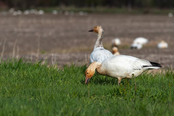 Cap Tourmente Ulusal Vahşi Yaşam Bölgesi 'nde (Quebec, Kanada)
