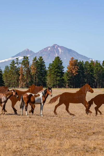 Arka planda dağ sırası olan bir tarlada atlar.