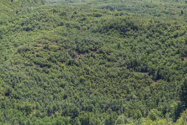 Utah 'taki yeşil bir ormanın en iyi manzarası. Yüksek kalite fotoğraf
