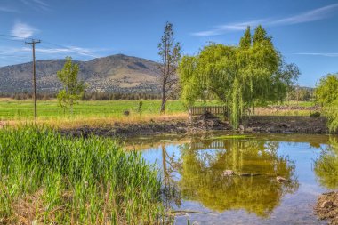Ağaçlar, çimenler ve yansımalarla sulama göleti