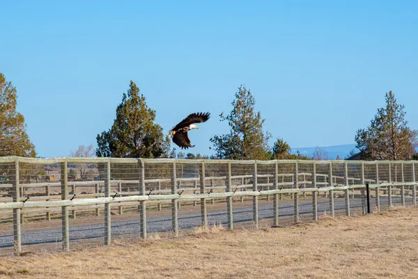 Kel Kartal aşağıda çitlerle uçuyor.