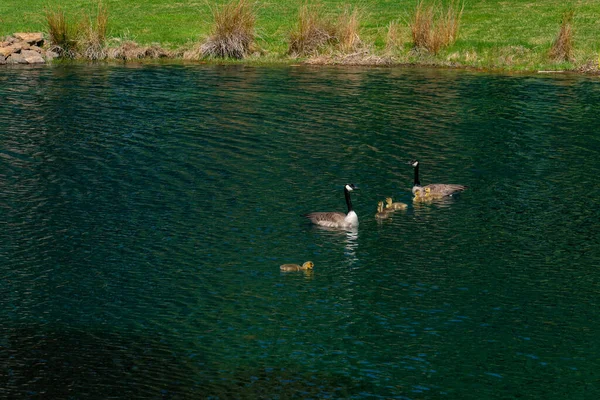 İki Kanada Kazı ve bir gölette altı yavru.