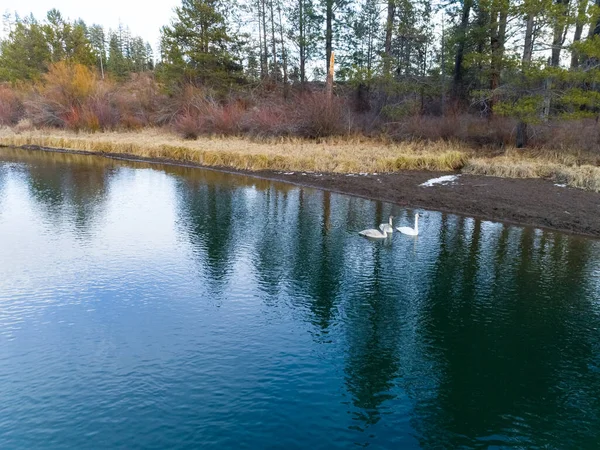 Deschutes Nehri 'nde Kuğu ve Kuğu Ağları