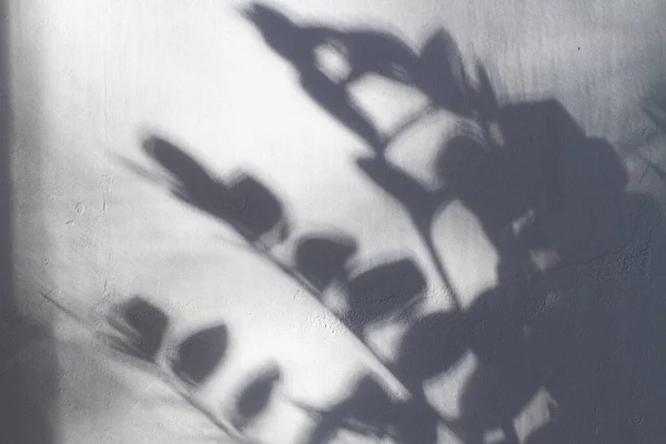 Leaf shadow on gray wall