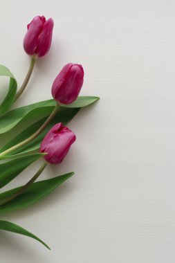 Beyaz ahşap arka planda üç güzel pembe lale.