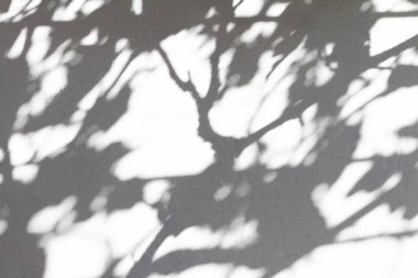 Beyaz bir duvarda üzüm yapraklarının ve sarmaşıkların gölgeleri