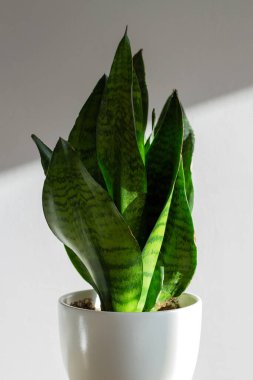 Beyaz seramik kapta Sansevieria trifasciata bitkisi