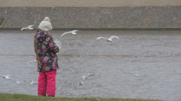 Kid vai jogar um pão para pássaros criança transformando pássaros estão assustados e voa para longe menina está alimentando um pássaros gaivotas pombos estão voando no rio — Vídeo de Stock