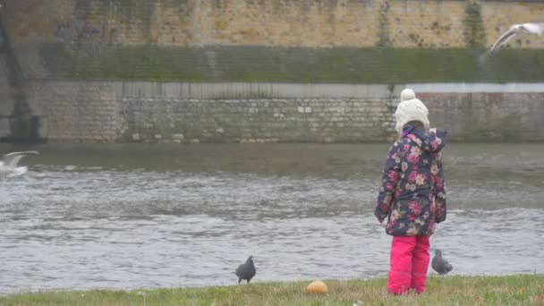 Dzieciak ma podniósł kawałek z chleba z ziemi mewy są pływające pod małą dziewczynką jest karmienie ptaków mewy gołębie lecą nad rzeką w mieście — Wideo stockowe