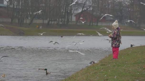 Kid kastar en bitar av bröd Slow Motion sitter ner Thows mat till ett floden liten flicka matar en fåglar Seagulls duvor flyger vid floden — Stockvideo