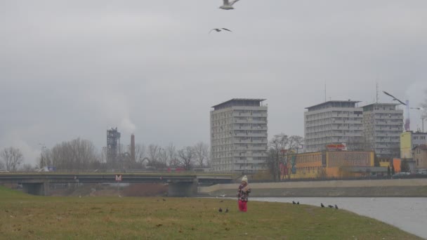 Kid is Walking by Green Grass and Throws a Bread to Birds Feeding a Seagulls Doves Pigeons at River Bank Bridge Yellow Bus is Passing by Cityscape Cloudy — Stock Video