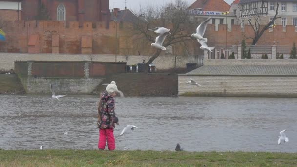 Il bambino è in piedi su un fiume salvadanaio lancia un pane rallentare movimento bambina sta alimentando un uccelli gabbiani piccioni stanno volando vecchi edifici rossi bloccati a fiume — Video Stock