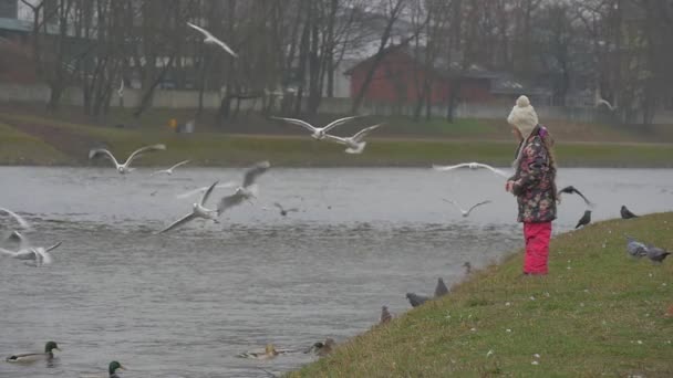 Kid está de pie en la orilla del río sobre hierba verde va a lanzar un pedazo de pan de cámara lenta Niña está alimentando a un pájaro gaviotas palomas están volando — Vídeos de Stock