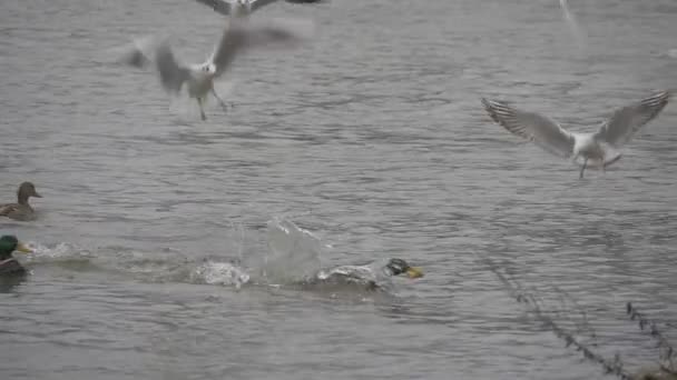Canard colvert sauvage avec la tête verte vole et battant les ailes Les mouettes au ralenti volent sur une rivière Les oiseaux flottent par ondulation d'eau — Video