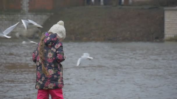 Enfant avec longue tresse blonde est debout au bord de la rivière Les mouettes au ralenti volent autour de la petite fille nourrit un oiseau Les mouettes Pigeons au bord de la rivière — Video