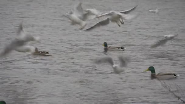 Стая белых чаек птицы летают медленным движением с водной поверхности дикие утки Mallards с зелеными головами плавают по реке Rippling воды — стоковое видео