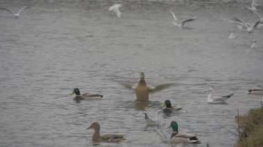 Kanatları havuzumda Yeşil başlı ördek vardır yüzen bulutlu gün dalgalanma çırparak Rasing beyaz martılar vardır uçan üzerine bir nehir Slow Motion ördek sürüsü olduğunu