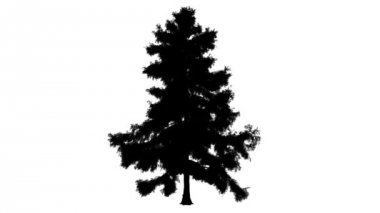 Alaska Cupressus Nootkatensis yaprak dökmeyen ağaç siluet, animasyonlu sedir Swaying Rüzgar dalları vardır şaşırtıcı yaprakları vardır karıştırma, olduğunu
