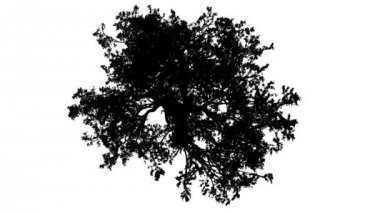Beyaz meşe Quercus Alba taç üst aşağı siluet, animasyonlu Swaying Rüzgar dalları vardır şaşırtıcı yaprakları vardır çırpınan, ağaçtır