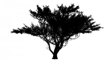 Şemsiye diken Vachellia Tortilis şemsiye şeklinde siluet, animasyonlu Swaying Rüzgar dalları vardır şaşırtıcı yaprakları vardır karıştırma, ağaçtır