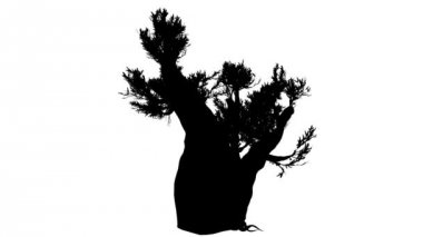 Bristlecone çam kalın gövde iğne yapraklı ağaç Pinus Longaeva silueti animasyonlu ağaç Swaying Rüzgar şaşırtıcı dalları yaprakları vardır çırpınan, olduğunu