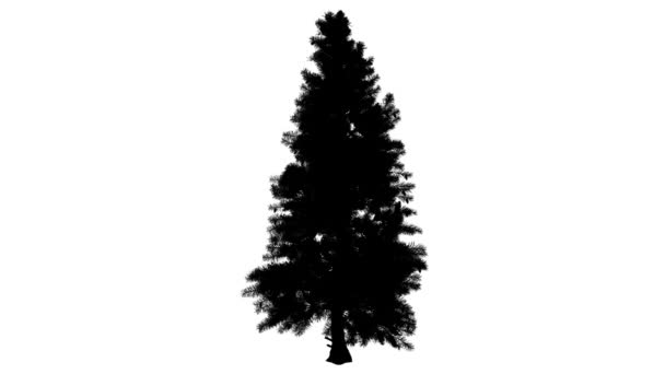 Силуэт хвойной вечнозеленой ели Picea Punto Swaying Top Chiferous Evergreen Tree Silhouette of Animated Tree Igle-like Leaves Branches are Stagged Colorado Ель Колорадо — стоковое видео