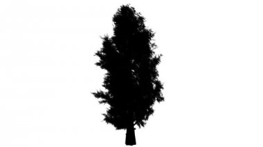 Doğu kırmızı sedir siluet, animasyonlu ağaç ile uzamış Crown yavaş büyüyen iğne yapraklı yaprak dökmeyen ağaç Swaying güçlü Rüzgar Juniperus Virginiana adlı olduğunu