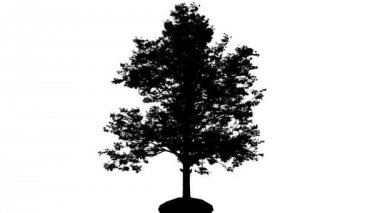 Animasyon ağaç kırmızı akçaağaç siluet Swaying Rüzgar Acer Rubrum yaprak döken ağaç yetişir gelen bir yere dalları vardır şaşırtıcı yaprakları vardır çırpınan, olduğunu