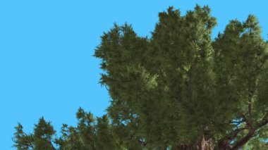 Western ardıç Crown iğne yapraklı yaprak dökmeyen ağacı Swaying Rüzgar yeşil Needle-Like Scale-Like yaprakları Juniperus Occidentalis ağaç, rüzgarlı gün çalışmıyor