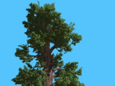 Western ardıç üst bölümü, iğne yapraklı yaprak dökmeyen ağaç Swaying Rüzgar yeşil Needle-Like Scale-Like yaprakları Juniperus Occidentalis, rüzgarlı gün olduğunu.