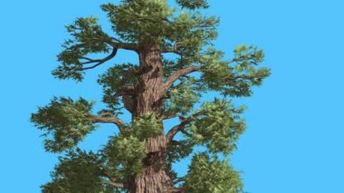 Western ardıç gövde ve dallar güneşli iğne yapraklı yaprak dökmeyen ağaç olduğunu Swaying Rüzgar yeşil Needle-Like Scale-Like ağacının yaprakları rüzgarlı gün