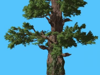 Ardıç Western kabuk bir gövde iğne yapraklı yaprak dökmeyen ağaç üzerinde Swaying Rüzgar yeşil Needle-Like Scale-Like yaprakları Juniperus Occidentalis rüzgarlı günüdür