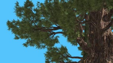 Western ardıç eski kalın gövde iğne yapraklı yaprak dökmeyen ağaç Swaying Rüzgar yeşil Needle-Like Scale-Like yaprakları Juniperus Occidentalis ağaç rüzgarlı günüdür